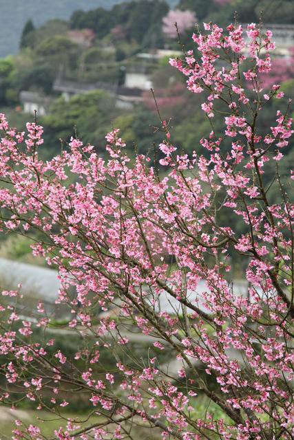 <旅遊>陽明山竹子湖賞櫻採買海芋