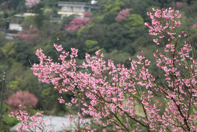 <旅遊>陽明山竹子湖賞櫻採買海芋