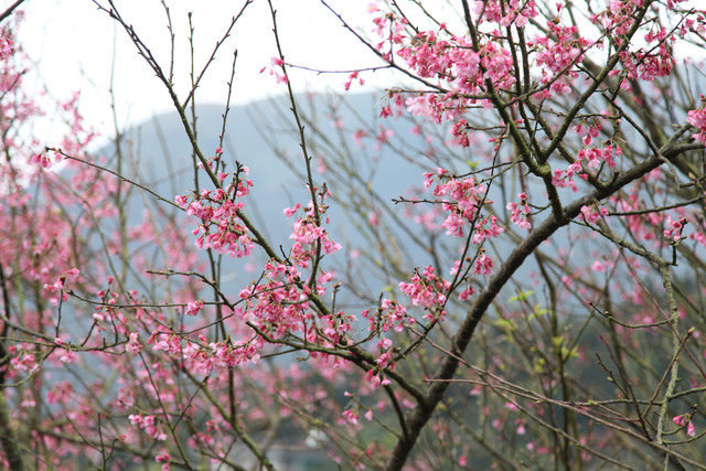 <旅遊>陽明山竹子湖賞櫻採買海芋