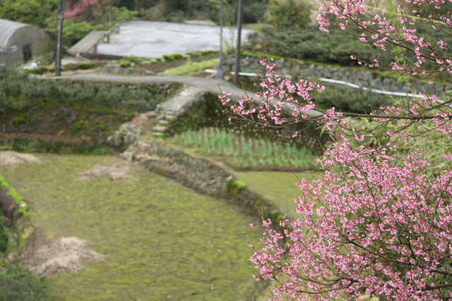 <旅遊>陽明山竹子湖賞櫻採買海芋