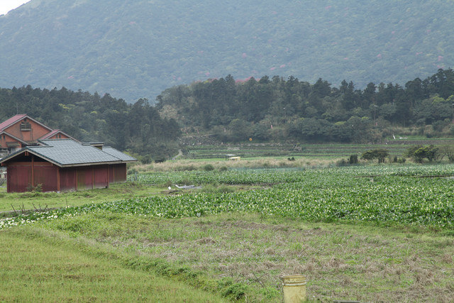 <旅遊>陽明山竹子湖賞櫻採買海芋