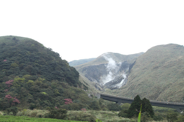 <旅遊>陽明山竹子湖賞櫻採買海芋