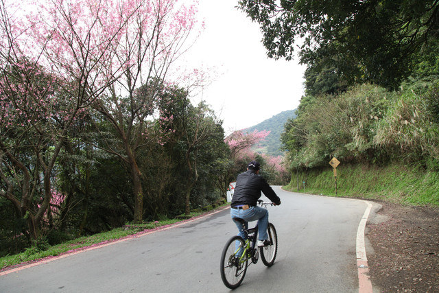 <旅遊>陽明山竹子湖賞櫻採買海芋