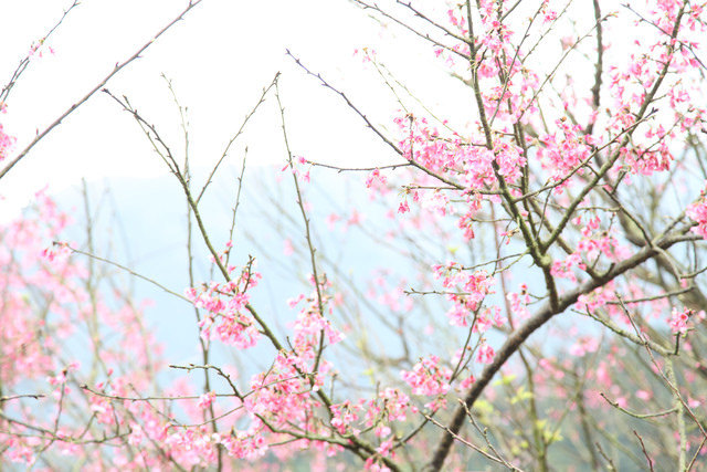 <旅遊>陽明山竹子湖賞櫻採買海芋