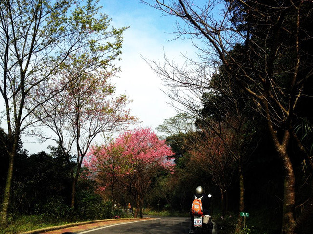 <旅遊>今年我沒種上武陵～可是我也有賞到櫻～三芝櫻花路道