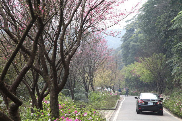 <旅遊>今年我沒種上武陵～可是我也有賞到櫻～三芝櫻花路道
