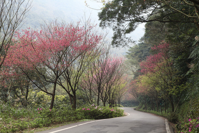 <旅遊>今年我沒種上武陵～可是我也有賞到櫻～三芝櫻花路道