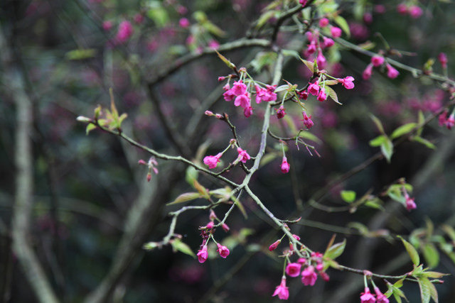 <旅遊>今年我沒種上武陵～可是我也有賞到櫻～三芝櫻花路道