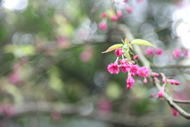 <旅遊>今年我沒種上武陵～可是我也有賞到櫻～三芝櫻花路道