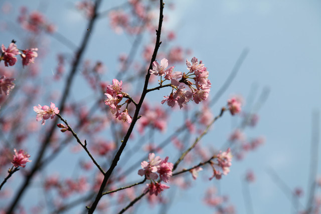 <旅遊>今年我沒種上武陵～可是我也有賞到櫻～三芝櫻花路道