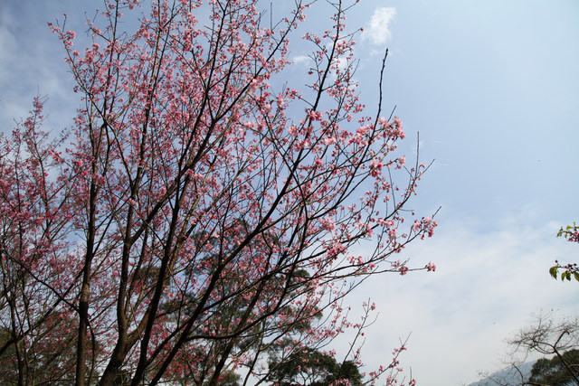 <旅遊>今年我沒種上武陵～可是我也有賞到櫻～三芝櫻花路道