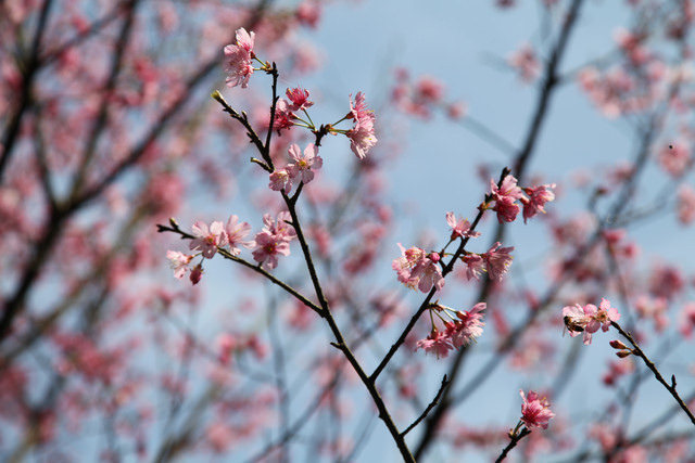 <旅遊>今年我沒種上武陵～可是我也有賞到櫻～三芝櫻花路道