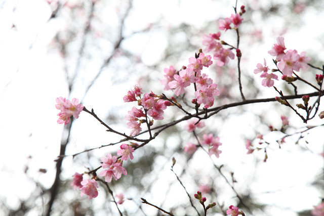 <旅遊>今年我沒種上武陵～可是我也有賞到櫻～三芝櫻花路道