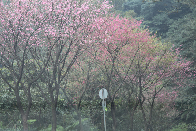 <旅遊>今年我沒種上武陵～可是我也有賞到櫻～三芝櫻花路道