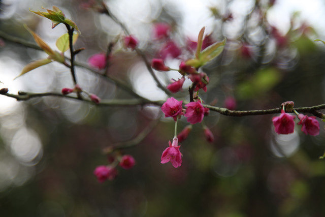 <旅遊>今年我沒種上武陵～可是我也有賞到櫻～三芝櫻花路道