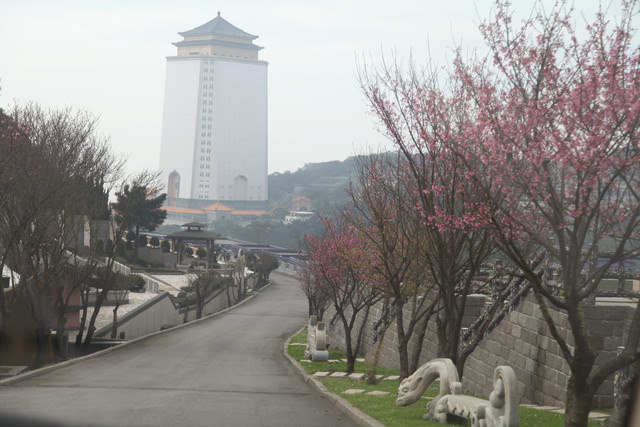 <旅遊>今年我沒種上武陵～可是我也有賞到櫻～三芝櫻花路道