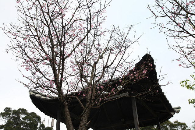 <旅遊>今年我沒種上武陵～可是我也有賞到櫻～三芝櫻花路道