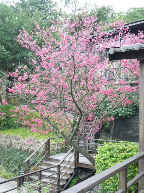 <遊記>少帥禪園午茶賞櫻溫泉泡腳半日遊