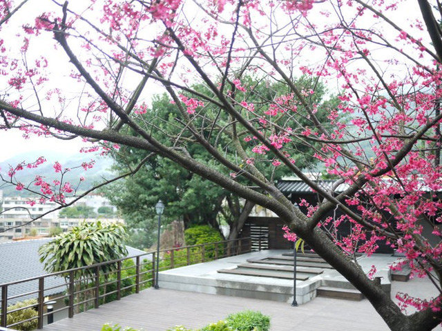 <遊記>少帥禪園午茶賞櫻溫泉泡腳半日遊
