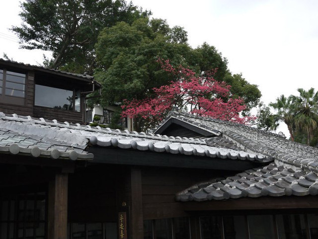 <遊記>少帥禪園午茶賞櫻溫泉泡腳半日遊